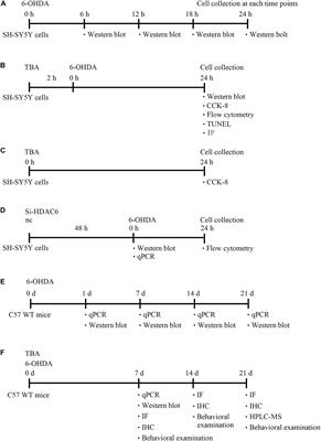 Pharmacological Inhibition of HDAC6 Attenuates NLRP3 Inflammatory Response and Protects Dopaminergic Neurons in Experimental Models of Parkinson’s Disease